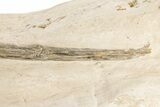 Cretaceous Giant Squid Gladius - Kansas #208258-4